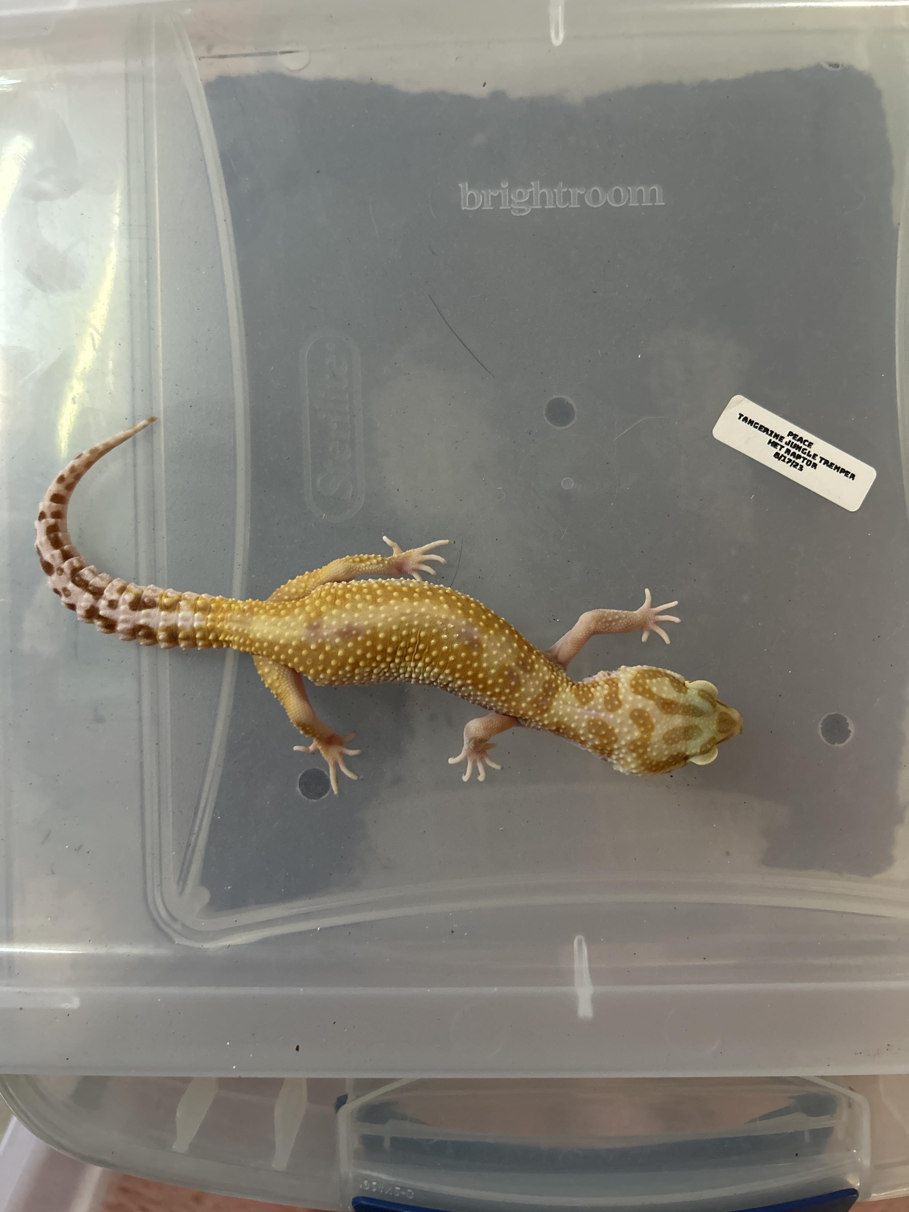 Leopard Gecko, Adoptable, Adult Unknown Gecko.