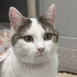 Enlarge Snowflake  , an adopted Domestic Short Hair in Lansing, MI image 1/1