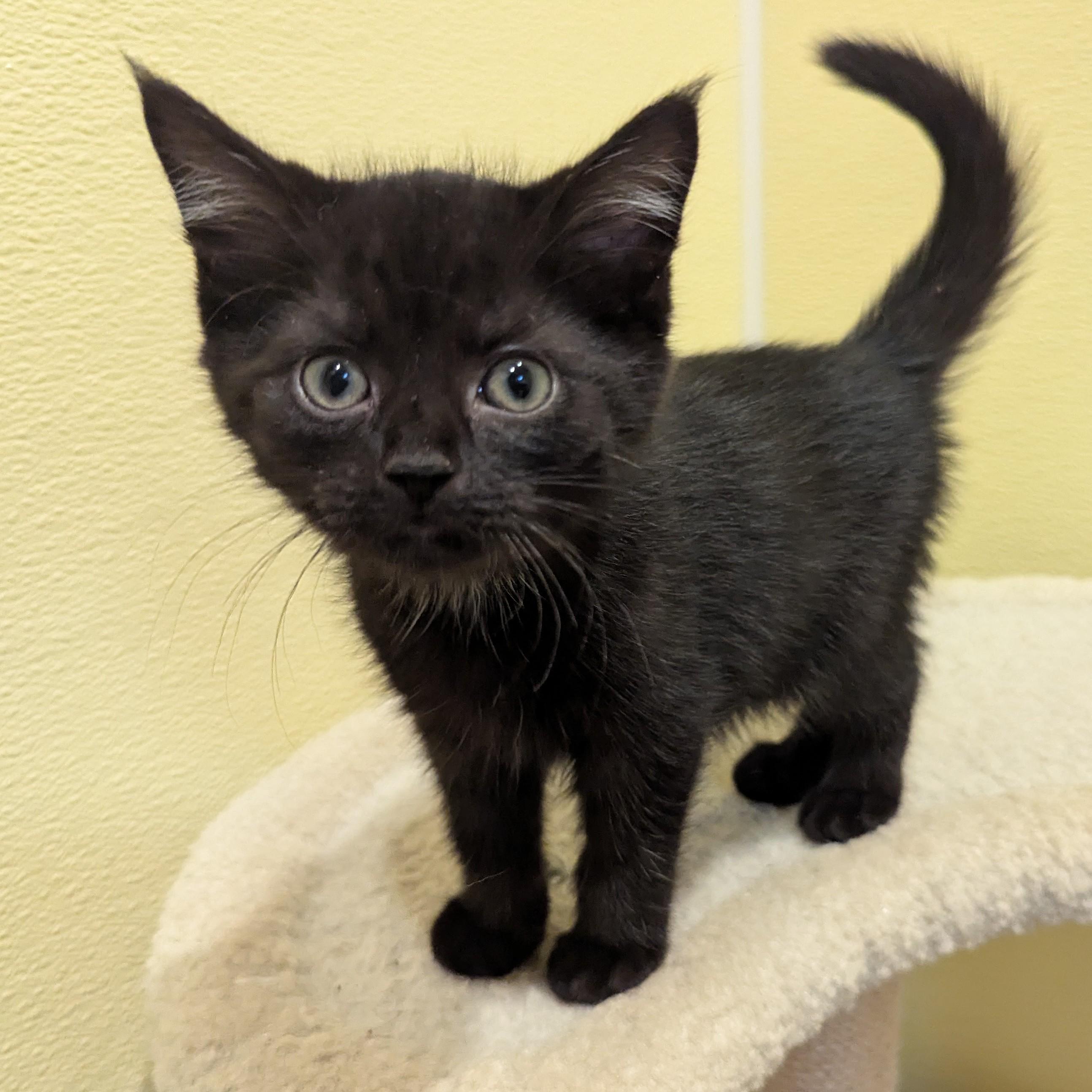 Enlarge Archie, a ADOPTABLE Domestic Short Hair in Accident, MD image 1/3