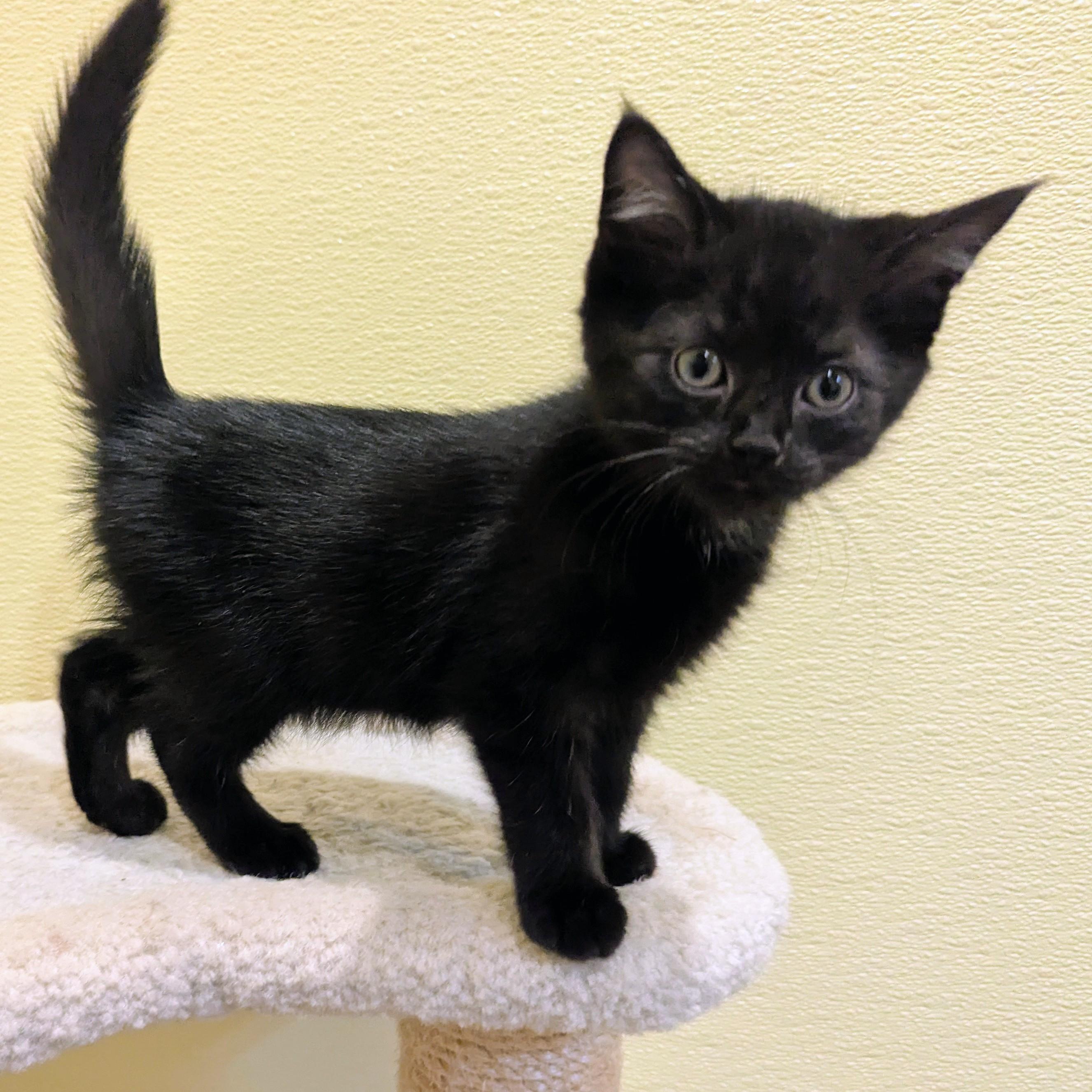 Enlarge Archie, a ADOPTABLE Domestic Short Hair in Accident, MD image 2/3