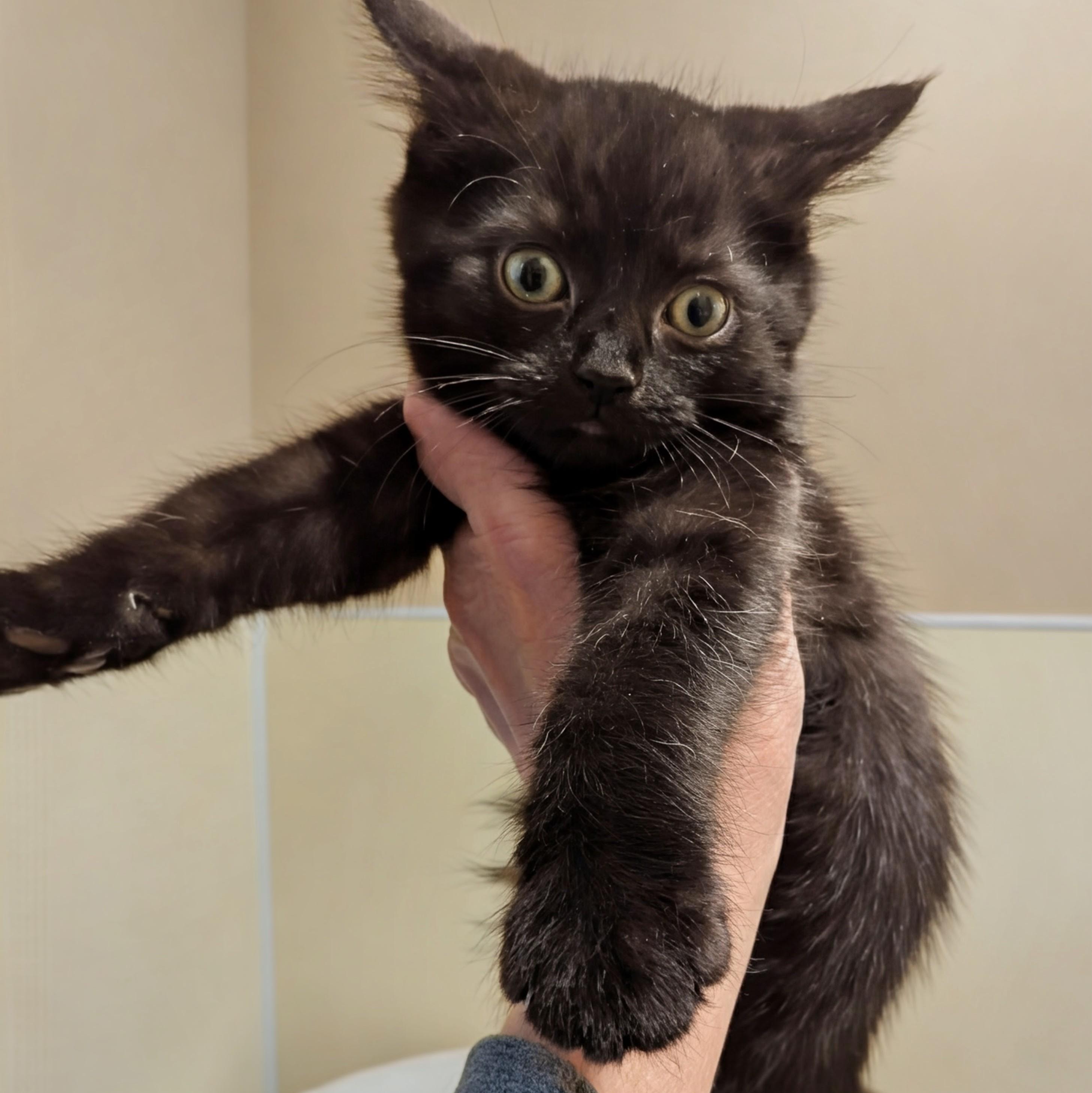 Enlarge Archie, a ADOPTABLE Domestic Short Hair in Accident, MD image 3/3