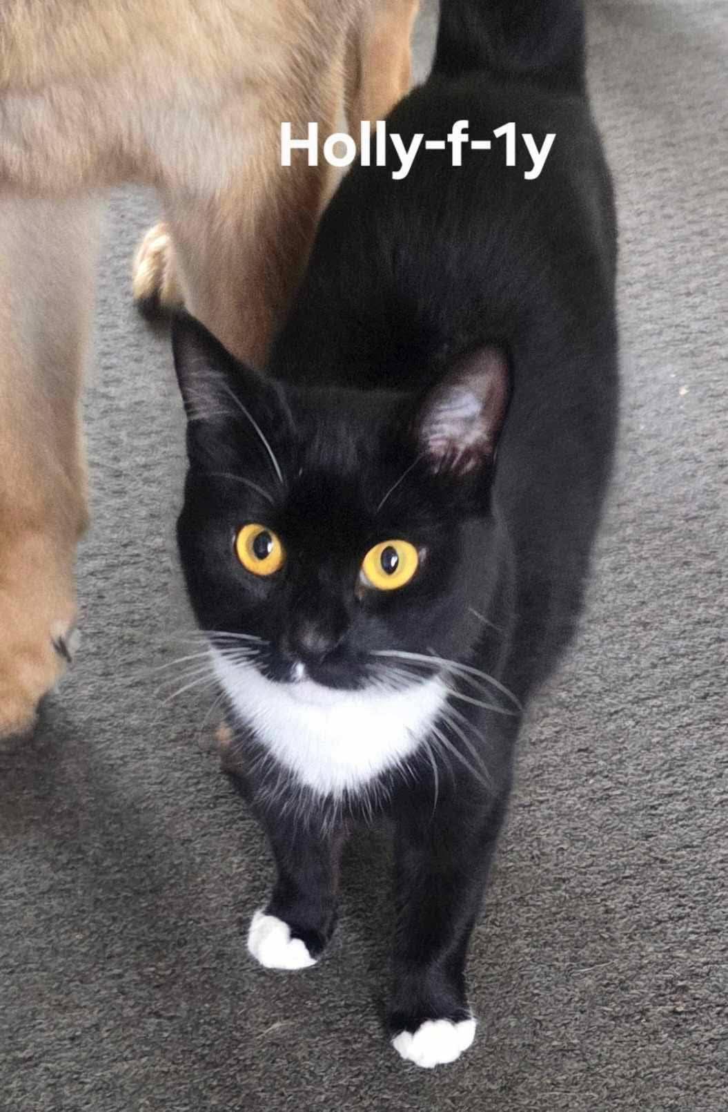 Holly, Adoptable, Adult Female Domestic Short Hair.