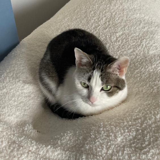 Mittens, Adoptable, Senior Female American Shorthair.