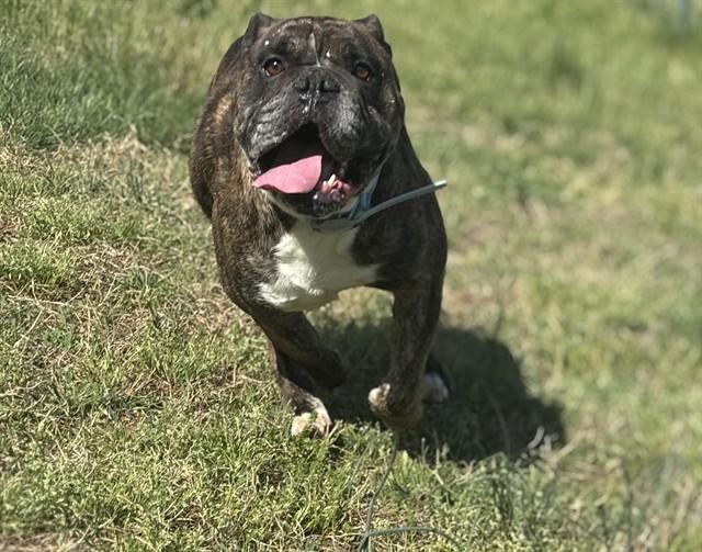 ASTRO, Adoptable, Adult Male English Bulldog.