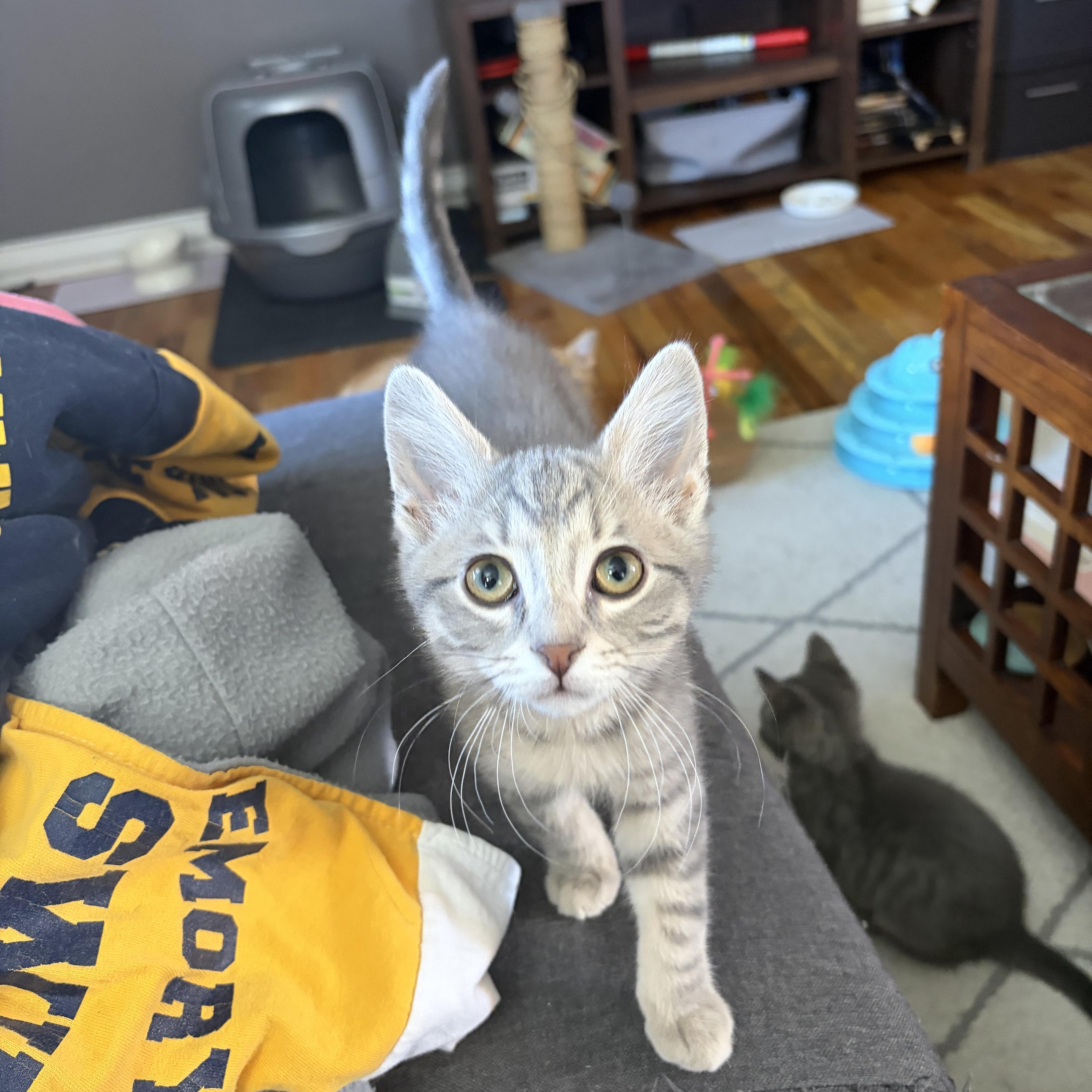 Ash, an adopted Domestic Short Hair in Campbellsville, KY image 3/6