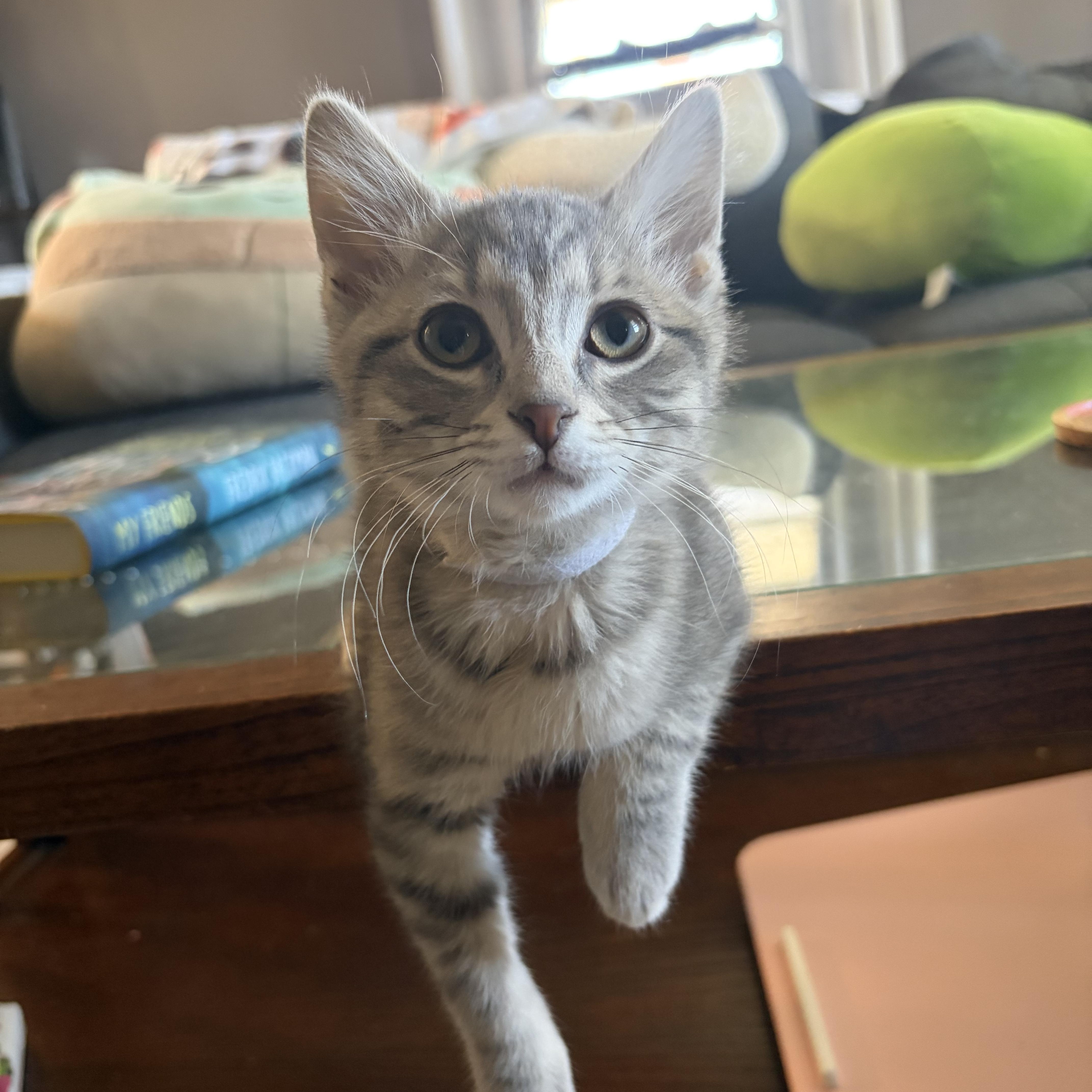 Ash, an adopted Domestic Short Hair in Campbellsville, KY image 5/6