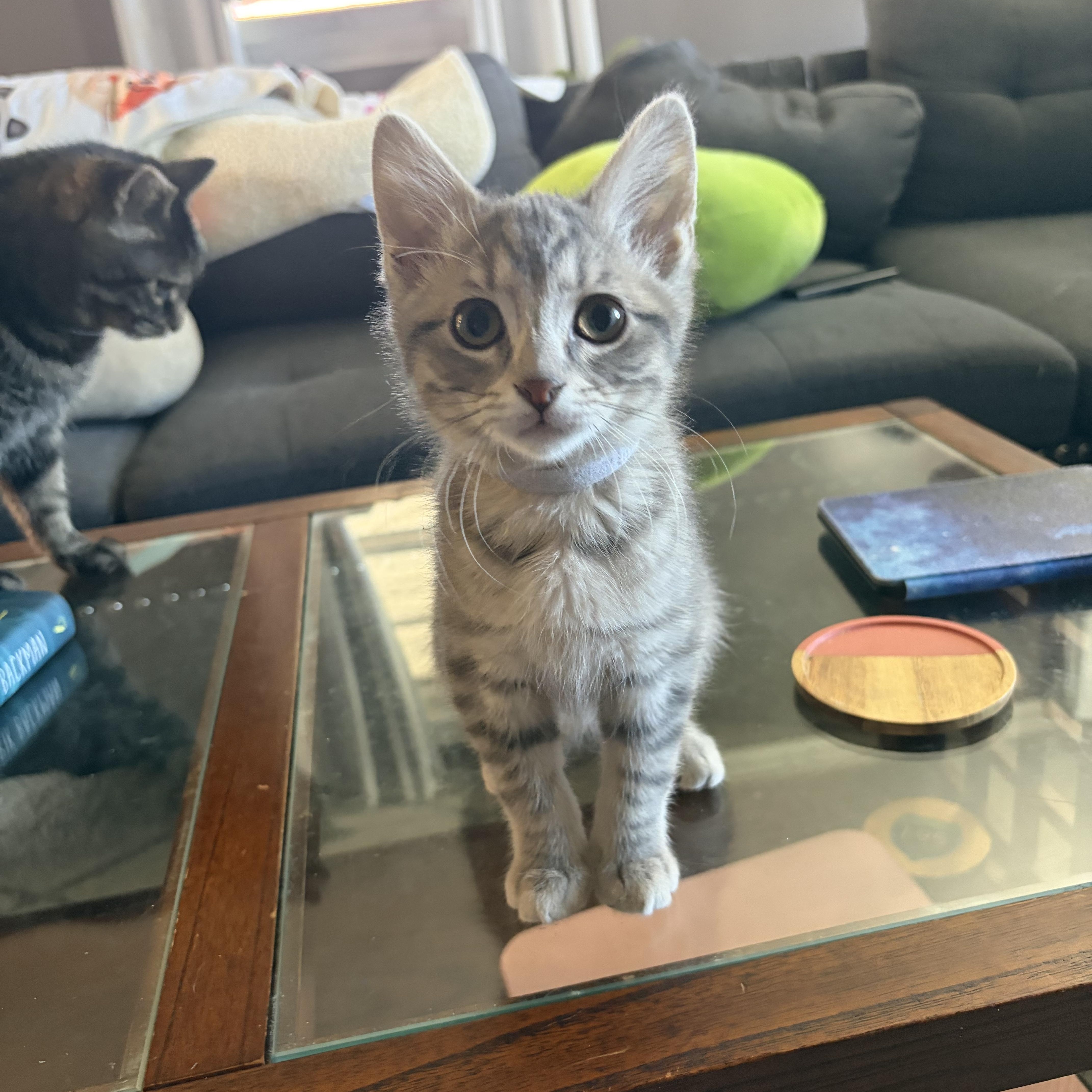 Ash, an adopted Domestic Short Hair in Campbellsville, KY image 2/6