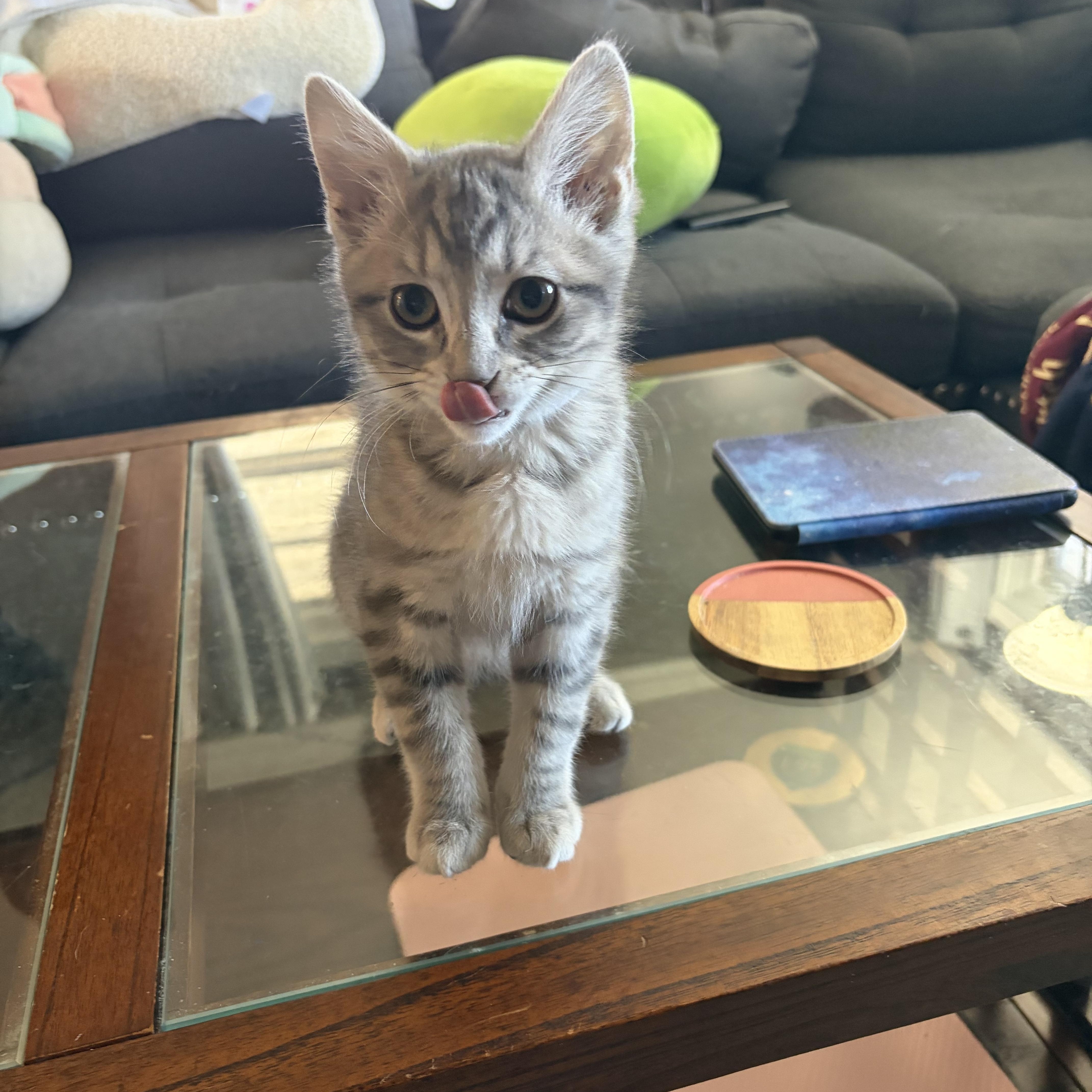 Ash, an adopted Domestic Short Hair in Campbellsville, KY image 4/6