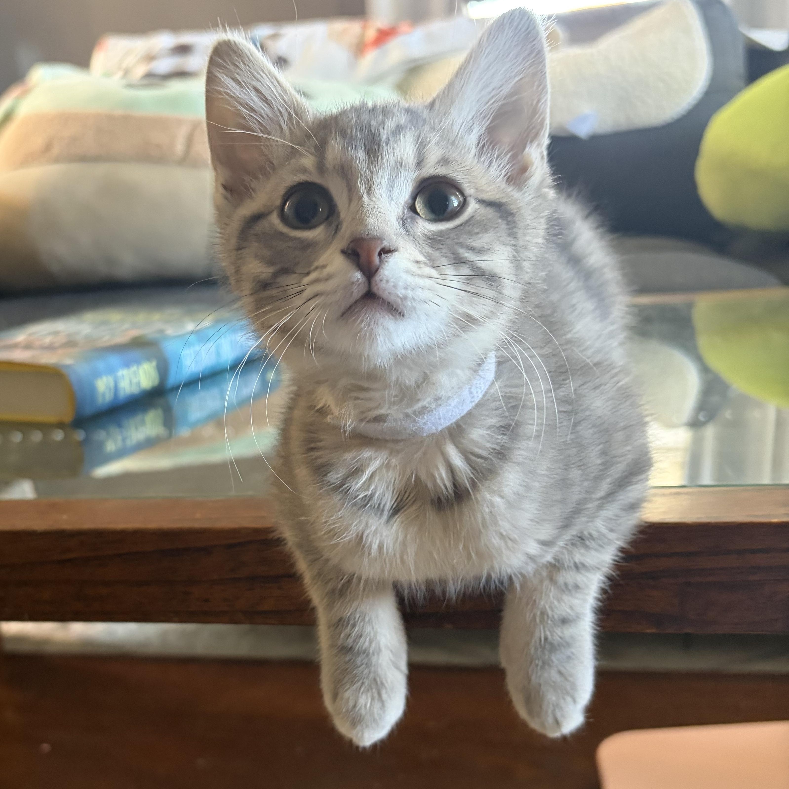 Ash, adopted, Kitten Male Domestic Short Hair.