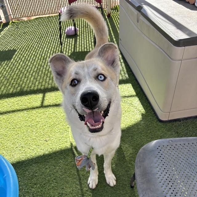 SPYRO, Adoptable, Young Male Anatolian Shepherd & Husky.