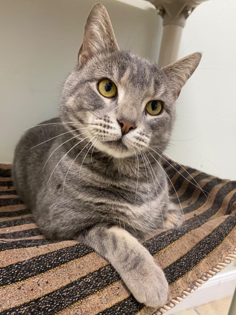 Zero, Adoptable, Adult Male Domestic Short Hair.