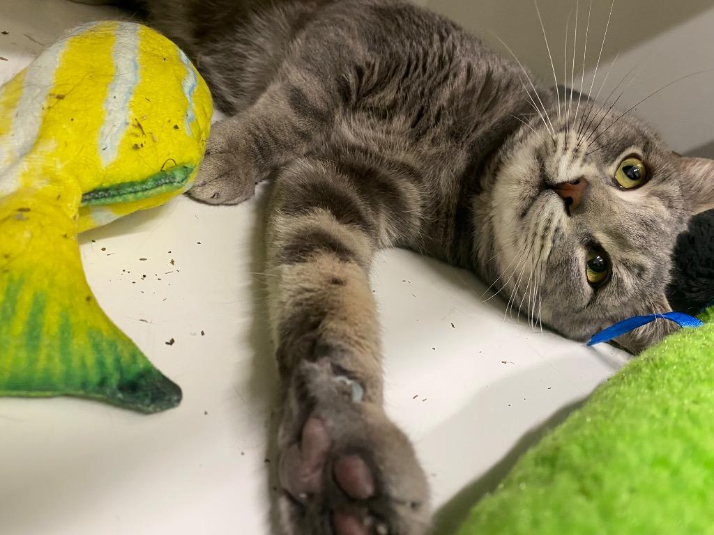 Enlarge Zero, a Adoptable mixed breed in Fall River, MA image 2/6