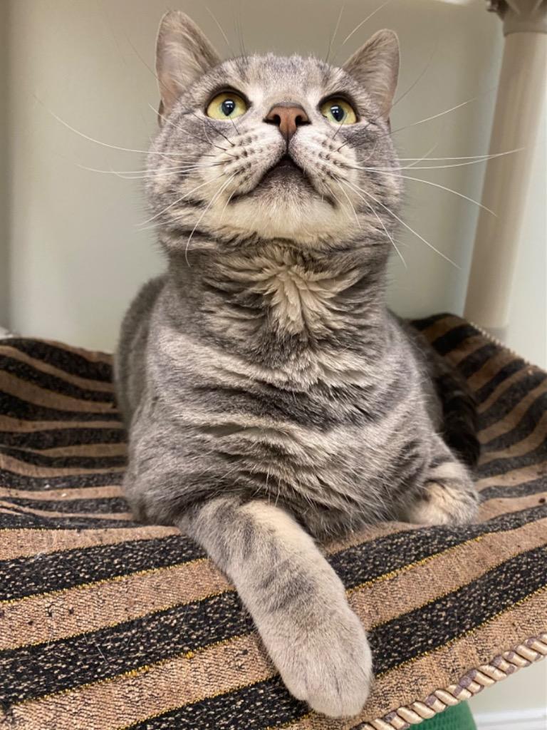 Enlarge Zero, a Adoptable mixed breed in Fall River, MA image 3/6