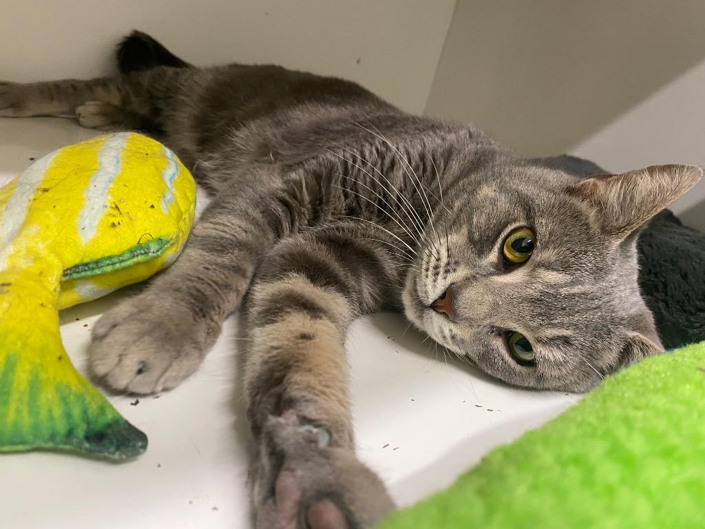 Enlarge Zero, a Adoptable mixed breed in Fall River, MA image 4/6