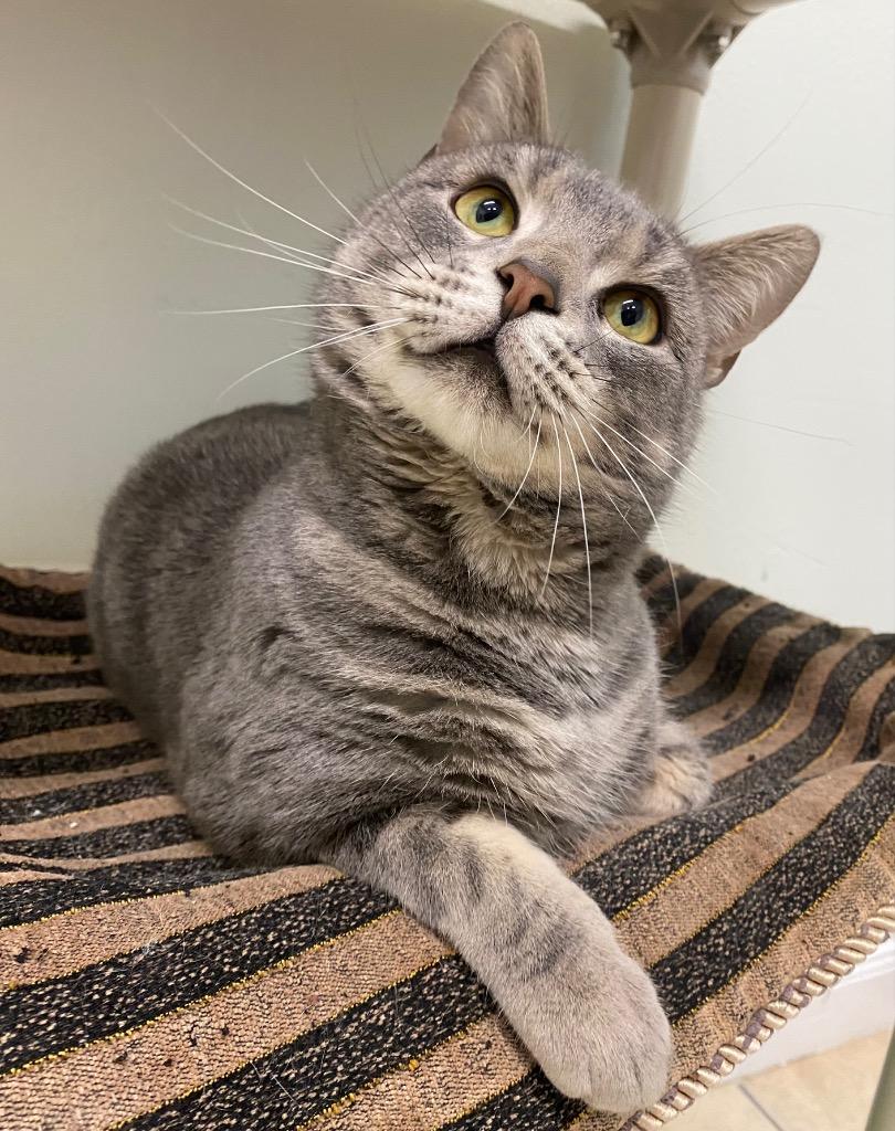 Enlarge Zero, a Adoptable mixed breed in Fall River, MA image 5/6