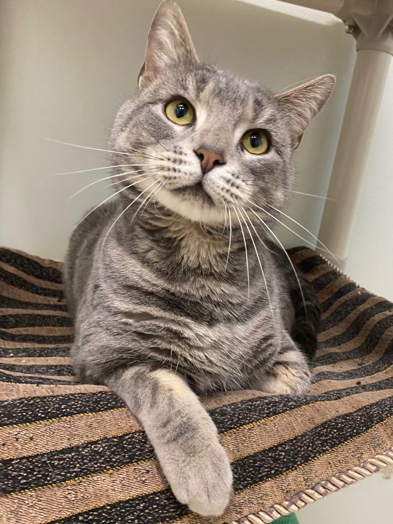 Enlarge Zero, a Adoptable mixed breed in Fall River, MA image 6/6