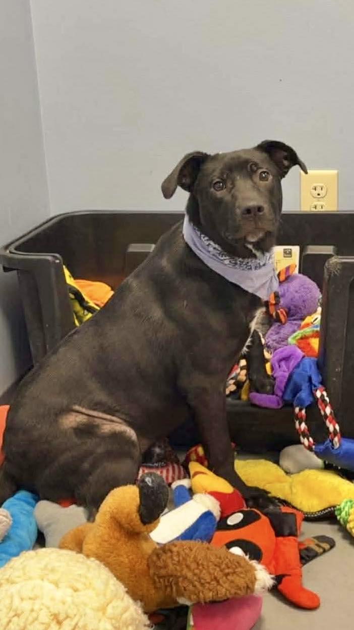 Enlarge Lavender, a ADOPTABLE Terrier in Zanesville, OH image 2/3