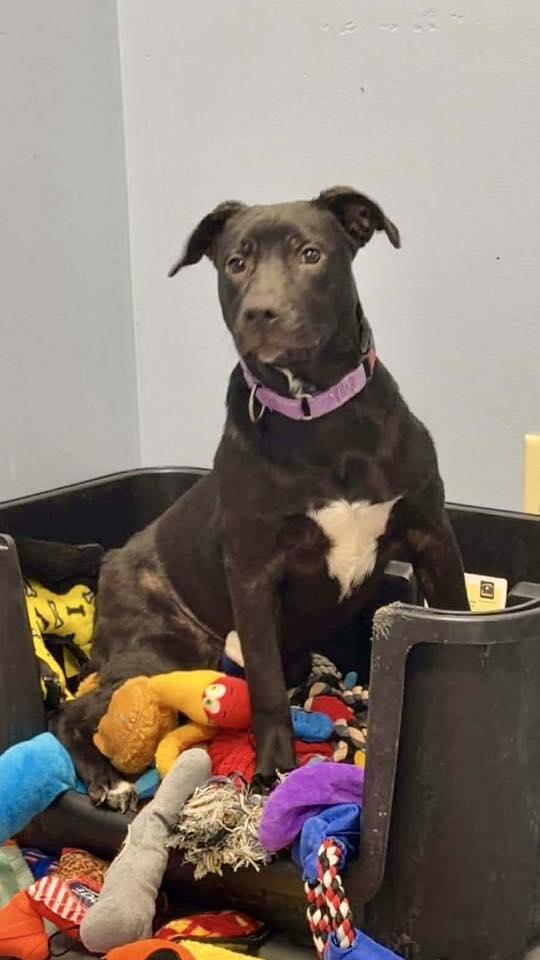 Lavender, ADOPTABLE, Young Female Terrier.