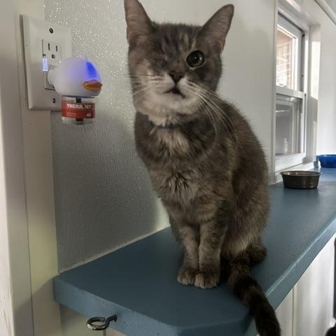 Enlarge Sassy, a ADOPTABLE Domestic Short Hair in Ashland, OH image 1/1