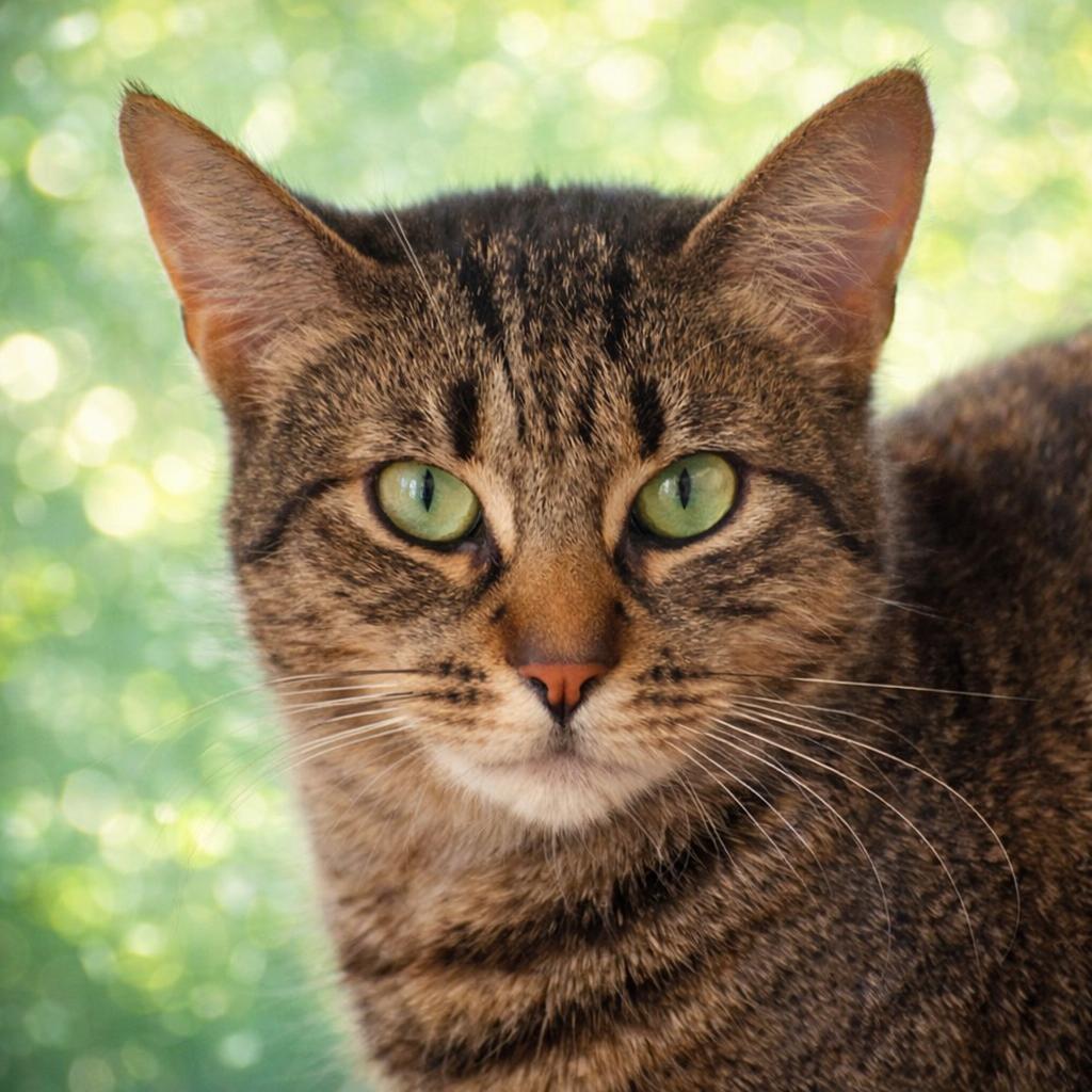 Mouse, ADOPTABLE, Adult Female Domestic Short Hair.