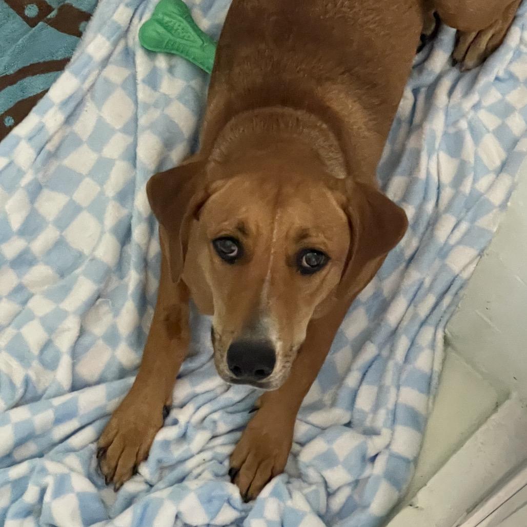 Diana, Adoptable, Young Female Hound.