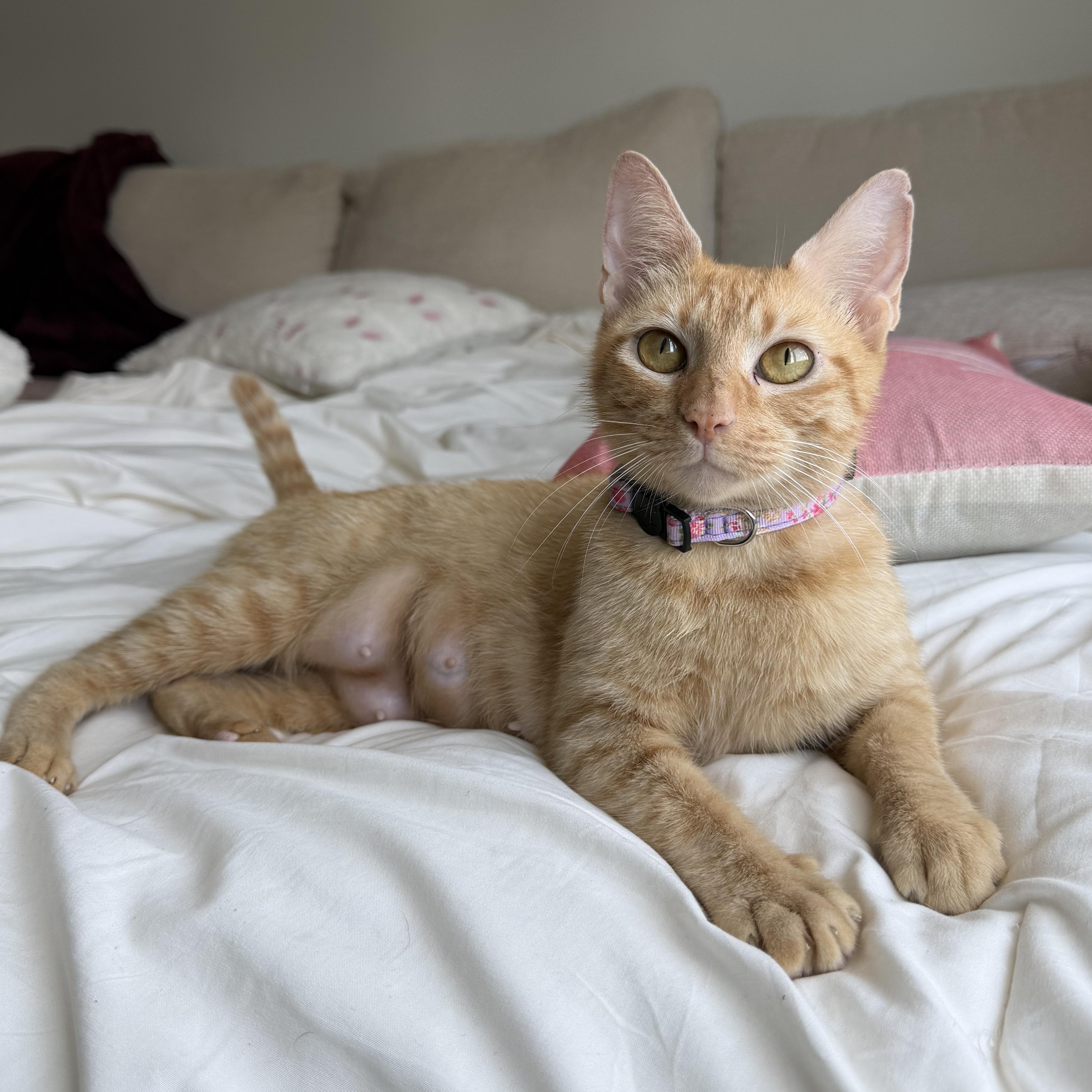 Enlarge Mama Bluebell, a Adoptable Domestic Short Hair in Bryan, TX image 3/6