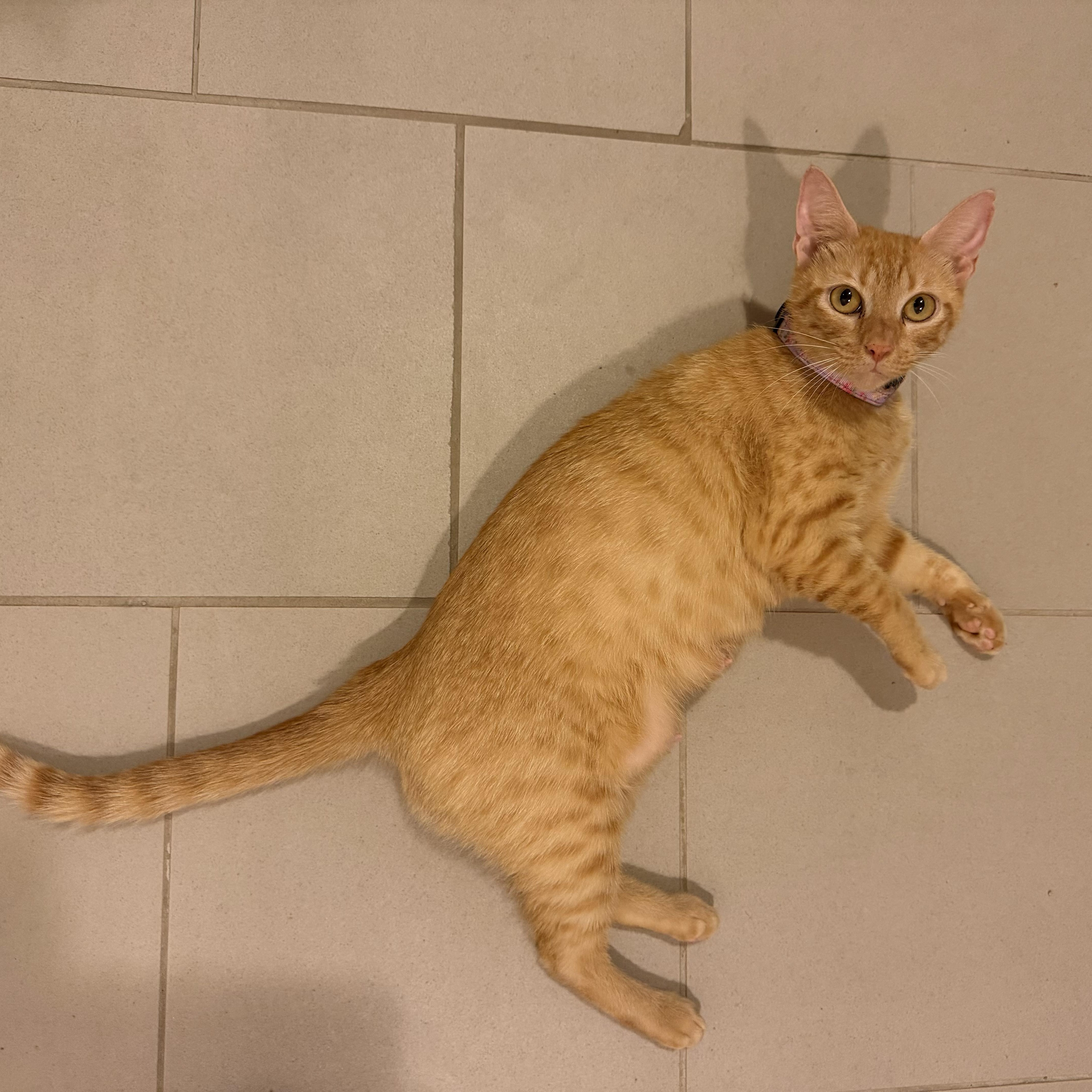 Enlarge Mama Bluebell, a Adoptable Domestic Short Hair in Bryan, TX image 4/6