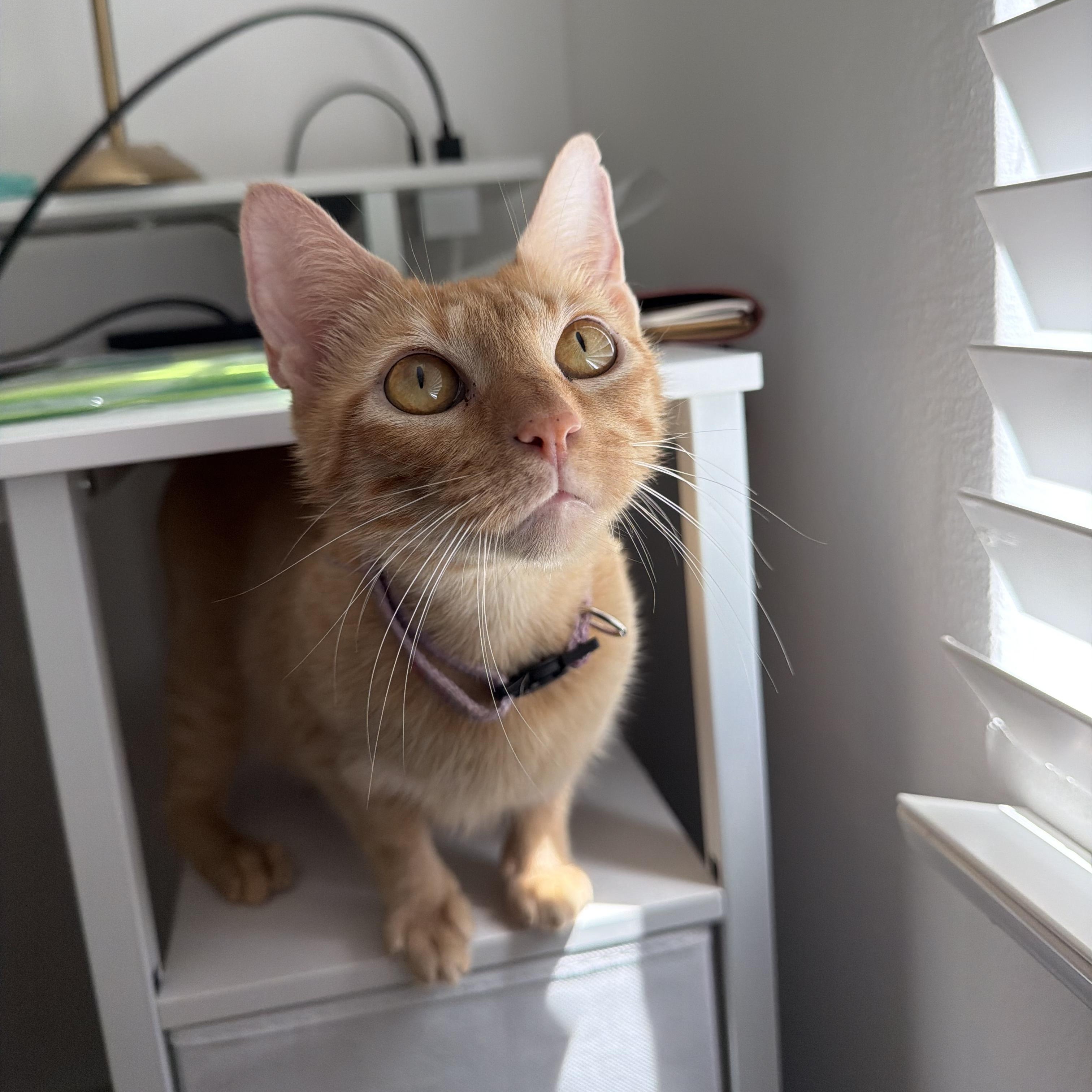 Enlarge Mama Bluebell, a Adoptable Domestic Short Hair in Bryan, TX image 2/6