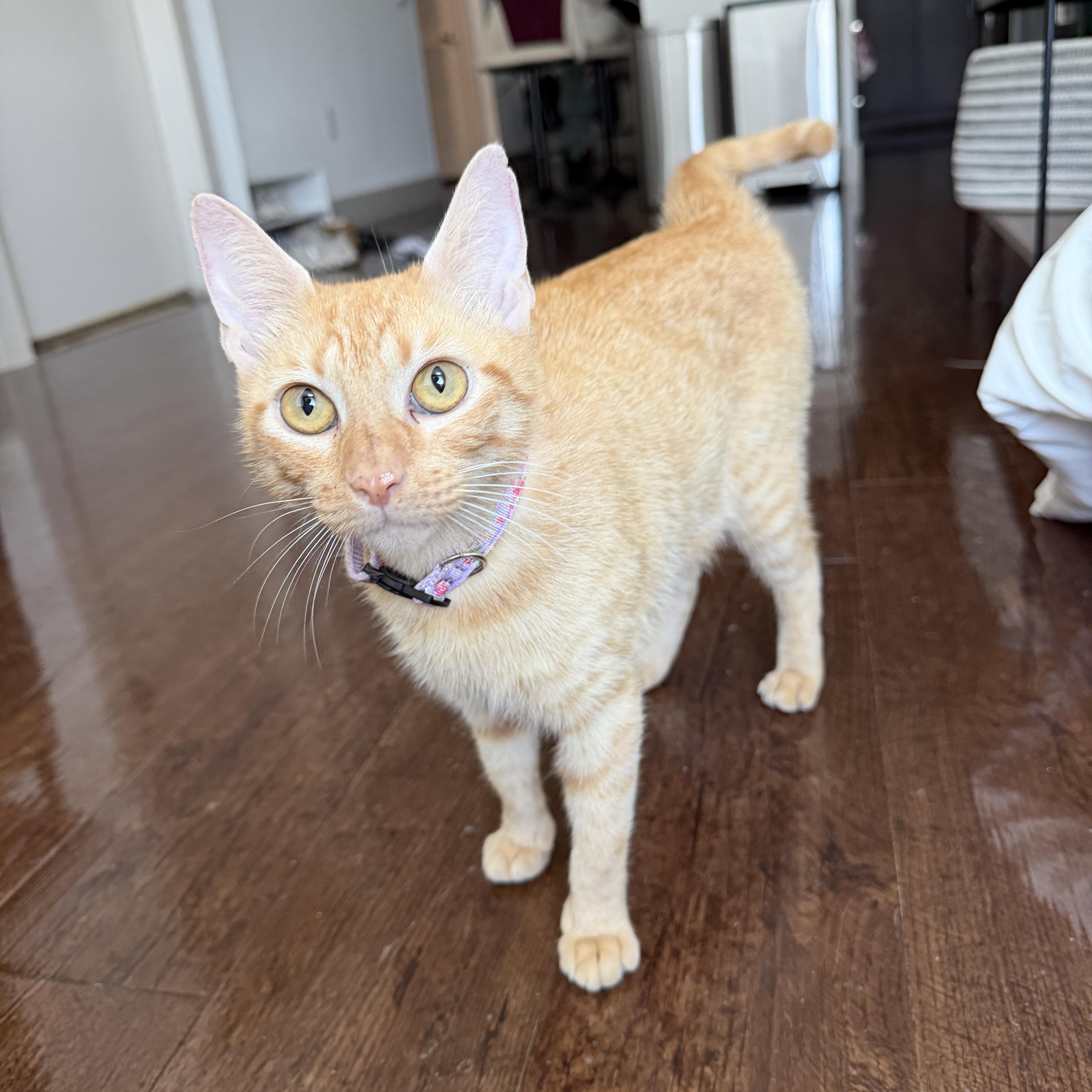 Enlarge Mama Bluebell, a Adoptable Domestic Short Hair in Bryan, TX image 5/6