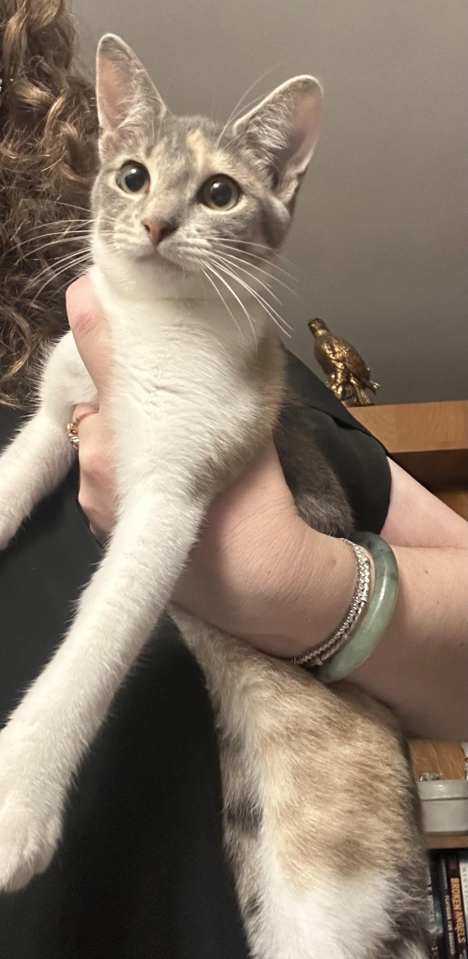 Kato, adopted, Young Female Domestic Short Hair.