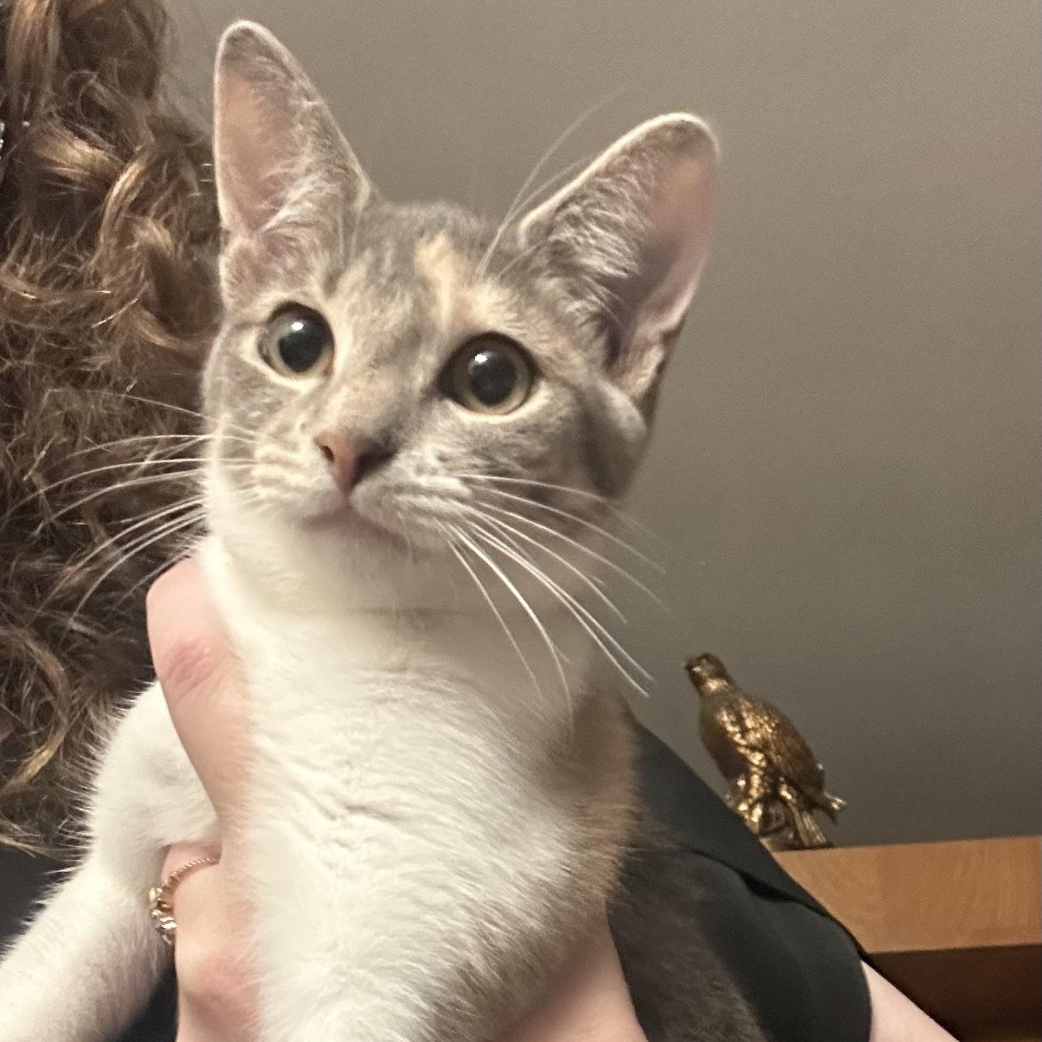 Enlarge Kato, an adopted Domestic Short Hair in Corpus Christi, TX image 2/2