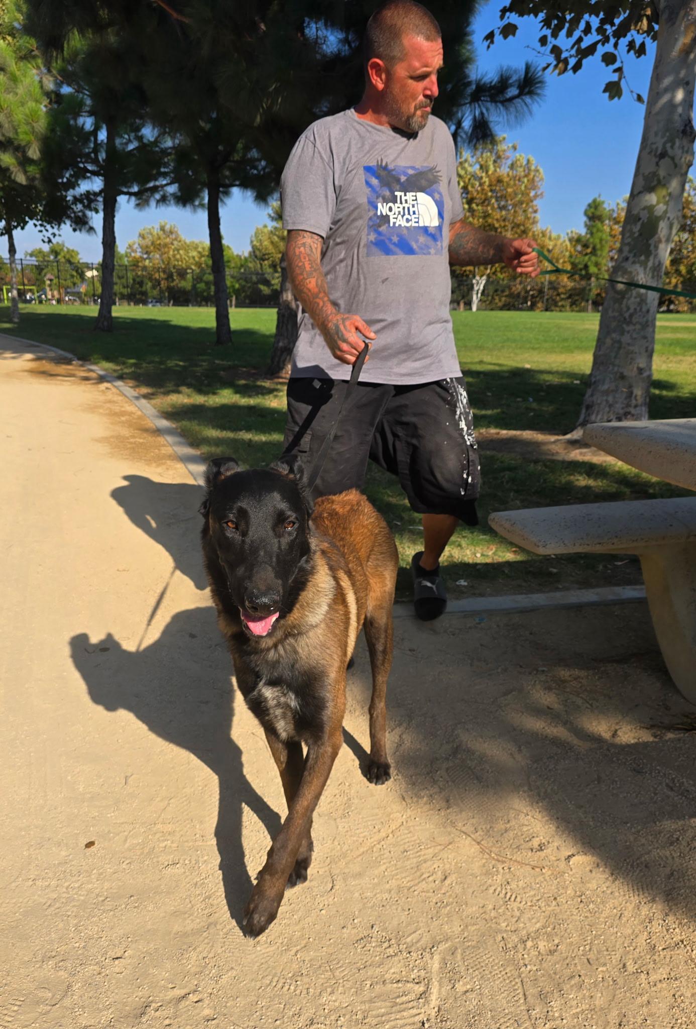 Pinnochio, Adopted, Young Male Belgian Shepherd / Malinois.