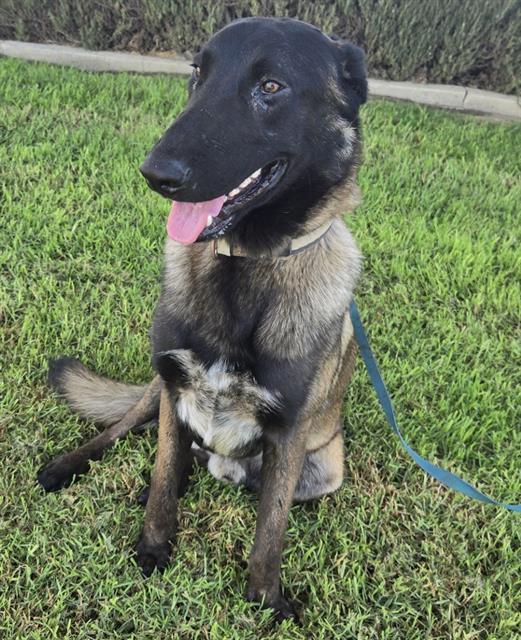 Enlarge Pinnochio, a Adopted Belgian Shepherd / Malinois in Duxbury, MA image 2/2