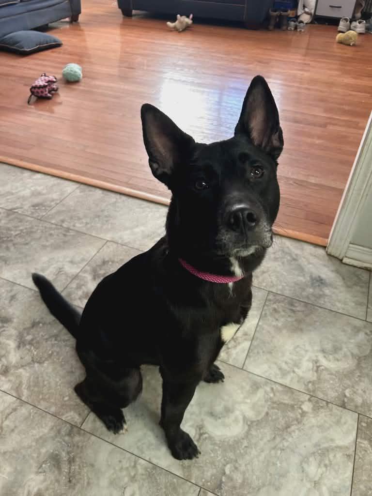 Lucy, an adopted mixed breed in Rome, NY image 3/5