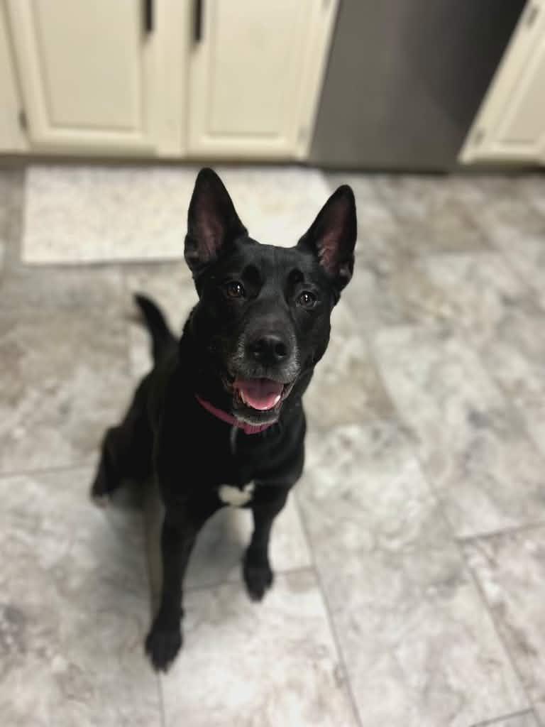 Lucy, an adopted mixed breed in Rome, NY image 1/5