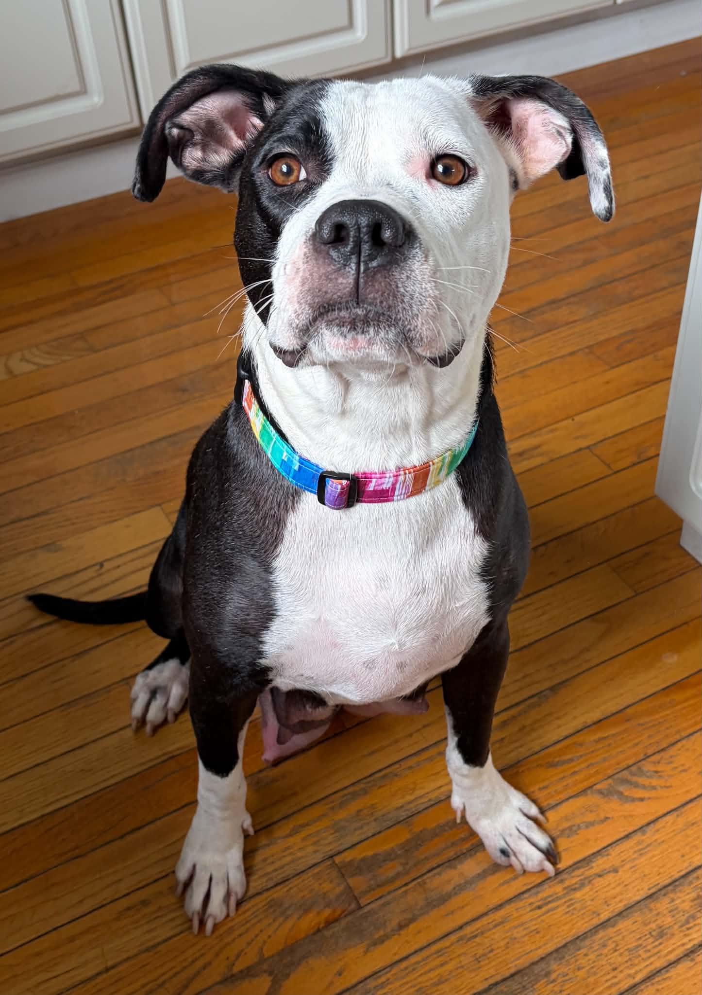 Enlarge Luna, a Adoptable mixed breed in O'Fallon, MO image 2/4