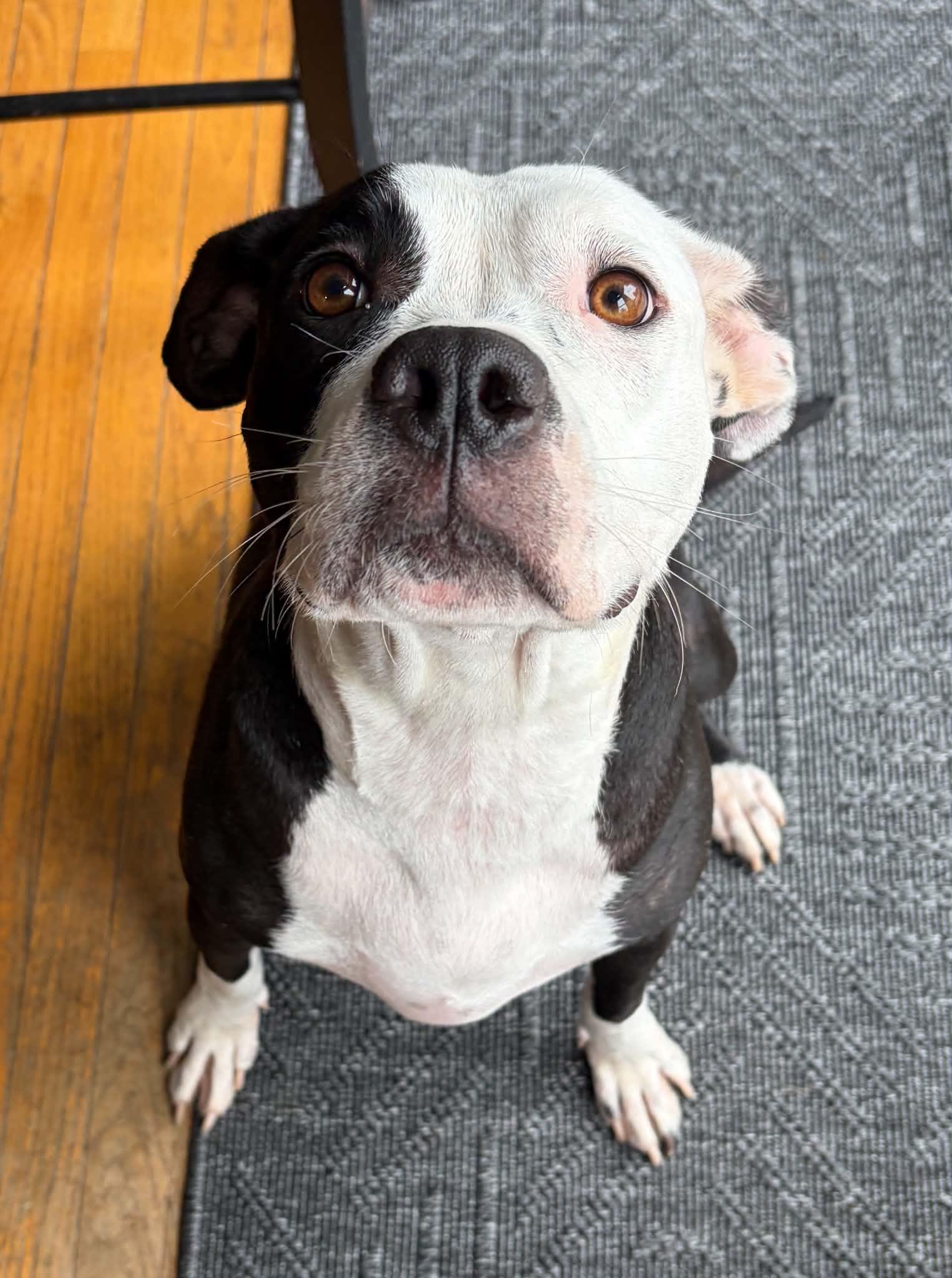 Enlarge Luna, a Adoptable mixed breed in O'Fallon, MO image 4/4