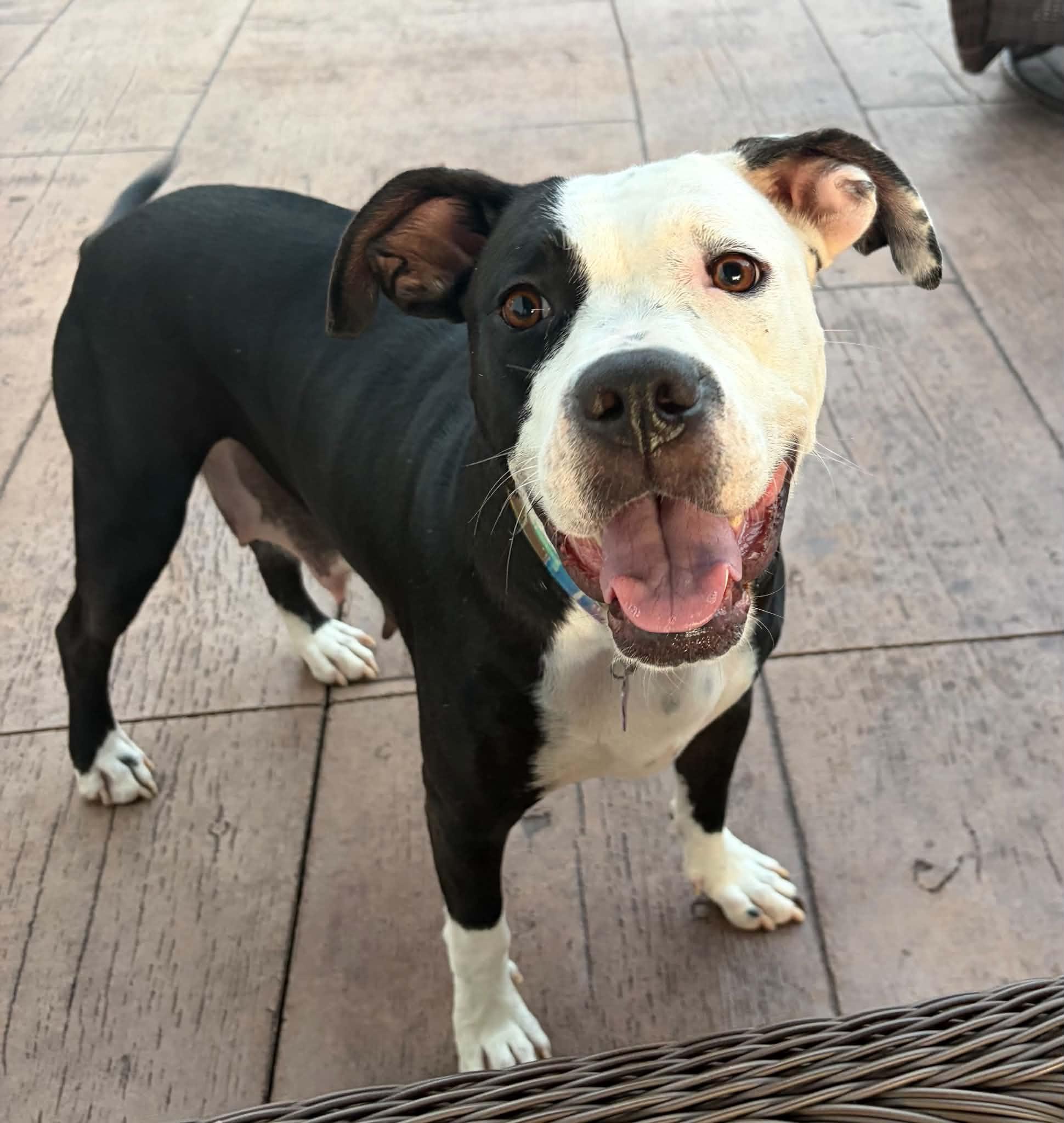 Luna, Adoptable, Adult Female Labrador Retriever & Staffordshire Bull Terrier.