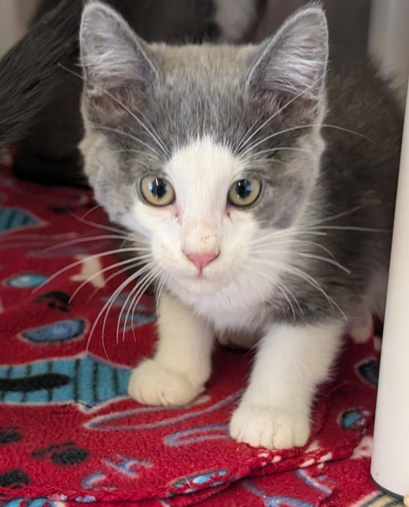 Enlarge Red, a Adoptable mixed breed in Havre, MT image 1/1