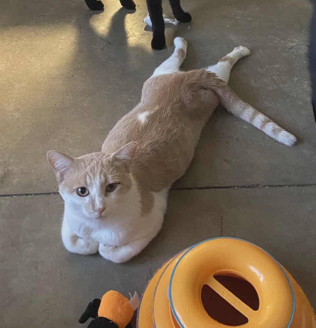 Doug, Adoptable, Adult Male Domestic Short Hair.