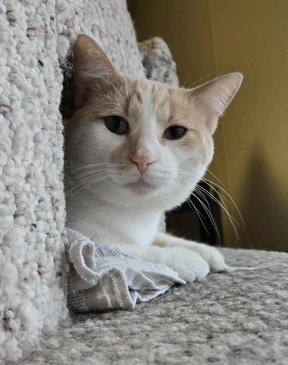 Doug, an adoptable Domestic Short Hair in Larned, KS, 67550 | Photo Image 1