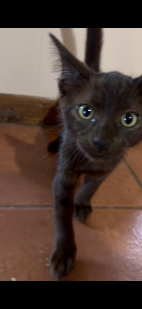 Baloo, Adopted, Kitten Male Domestic Short Hair.
