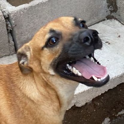Enlarge Yeika, a Adoptable Shepherd in Nogales , AZ image 1/4