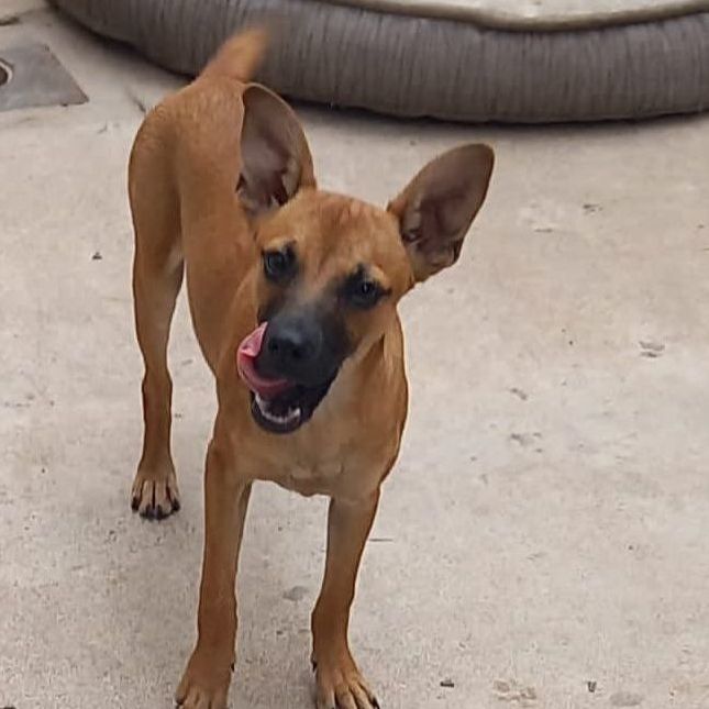 Enlarge Yeika, a Adoptable Shepherd in Nogales , AZ image 2/4