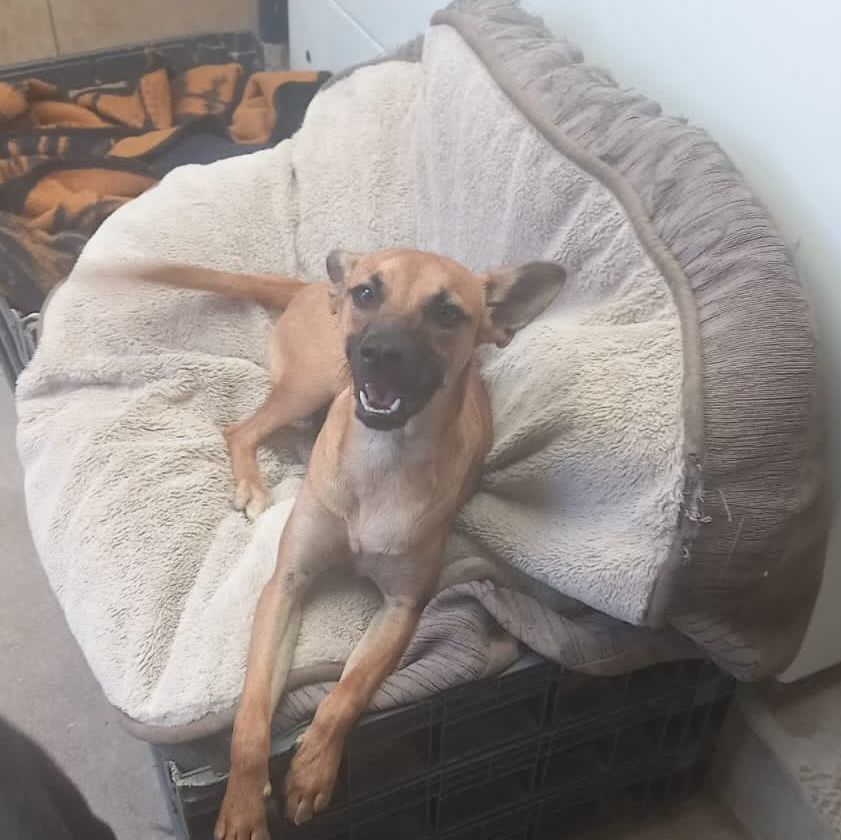 Enlarge Yeika, a Adoptable Shepherd in Nogales , AZ image 3/4