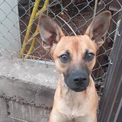 Enlarge Yeika, a Adoptable Shepherd in Nogales , AZ image 4/4