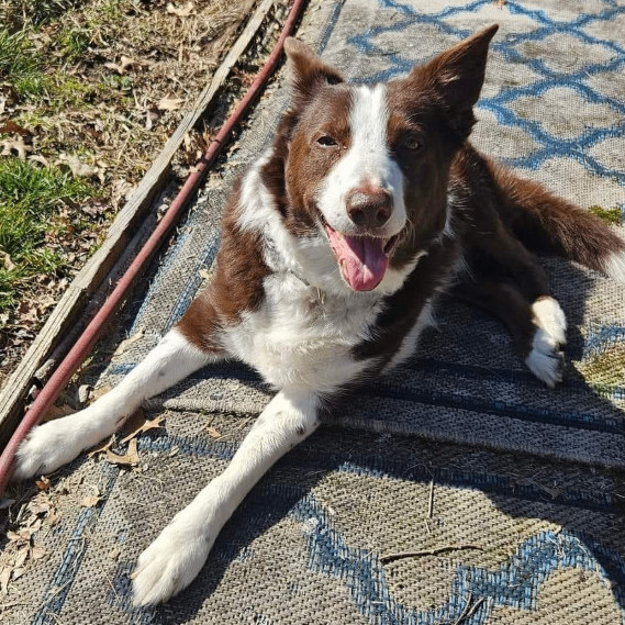 Dog for adoption Mickey, an Australian Shepherd in Batavia, OH