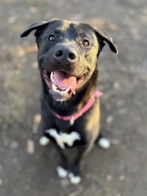 Vegas, Adoptable, Adult Male Black Labrador Retriever.