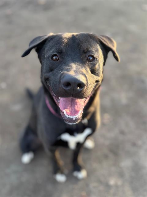 Vegas, a Adoptable mixed breed in Phoenix, OR image 2/2