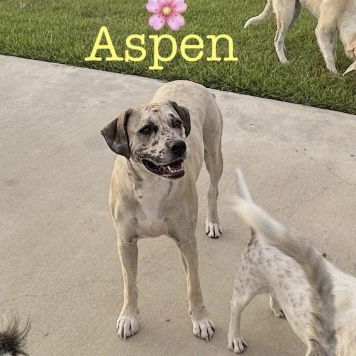 Aspen, Adoptable, Young Female Catahoula Leopard Dog & Labrador Retriever.